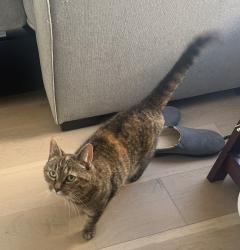 Reunited Female Cat last seen Between border and Livingston streets, near maverick square, Boston, MA 02128