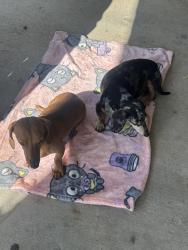Found/Stray Male Dog last seen Jacaranda, Hesperia, CA 92345