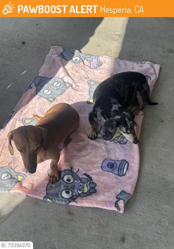 Found/Stray Male Dog last seen Jacaranda, Hesperia, CA 92345