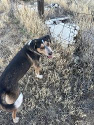Found/Stray Male Dog last seen Near Jackie Robinson Park, Littlerock, CA 93543