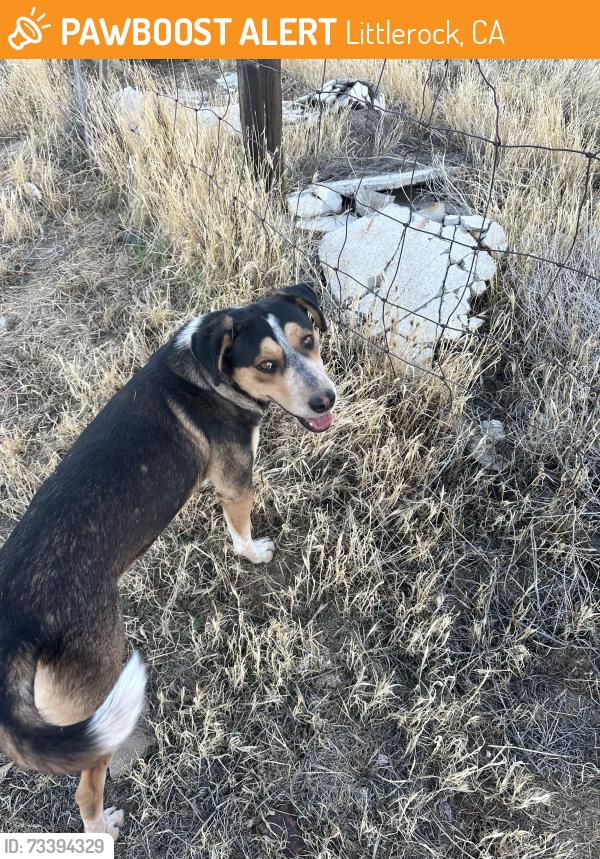 Found/Stray Male Dog last seen Near Jackie Robinson Park, Littlerock, CA 93543