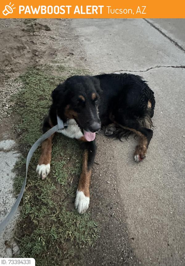 Found/Stray Unknown Dog last seen E Silver Beech Drive & S Evergreen Ave, Tucson, AZ 85730