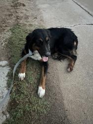 Found/Stray Unknown Dog last seen E Silver Beech Drive & S Evergreen Ave, Tucson, AZ 85730