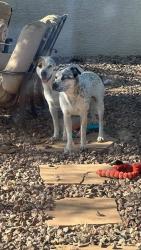 Reunited Male Dog last seen Warren and Farrell in Maricopa, Pinal County, AZ 85139