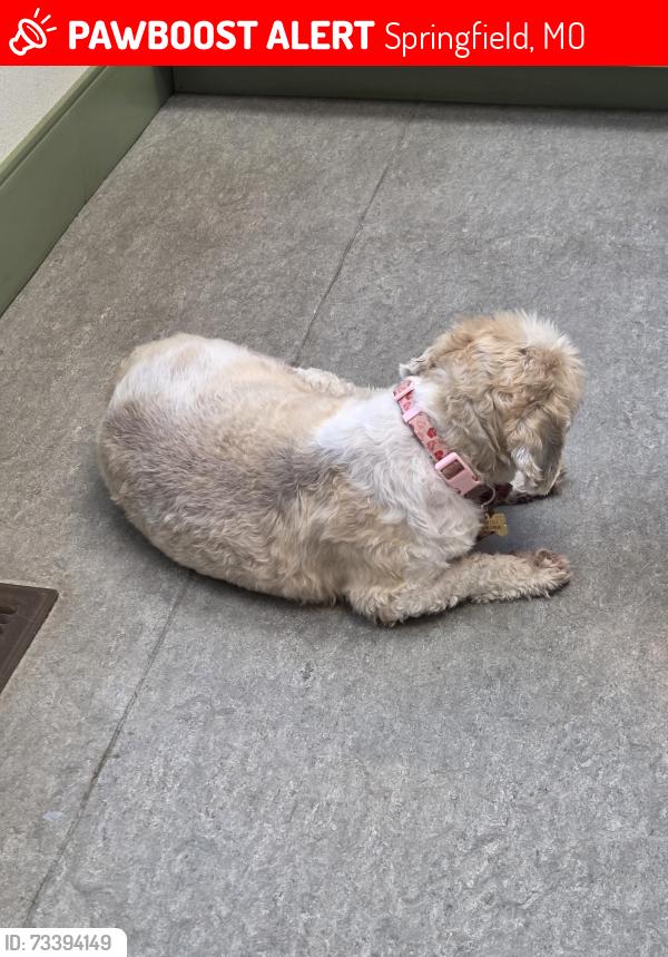 Lost Male Dog last seen S Lakeview Terrace & S Farm rd 157, Springfield, MO 65810