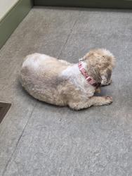 Lost Male Dog last seen S Lakeview Terrace & S Farm rd 157, Springfield, MO 65810