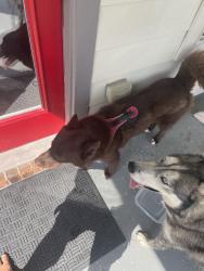 Found/Stray Male Dog last seen On my way from Fowler elementary, Killeen, TX 76549