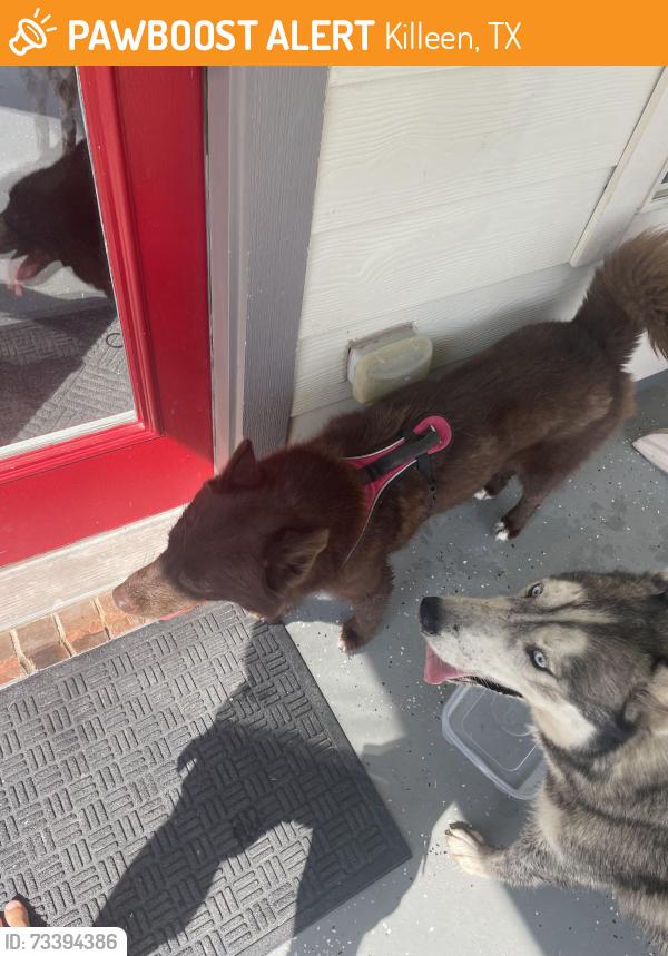 Found/Stray Male Dog last seen On my way from Fowler elementary, Killeen, TX 76549