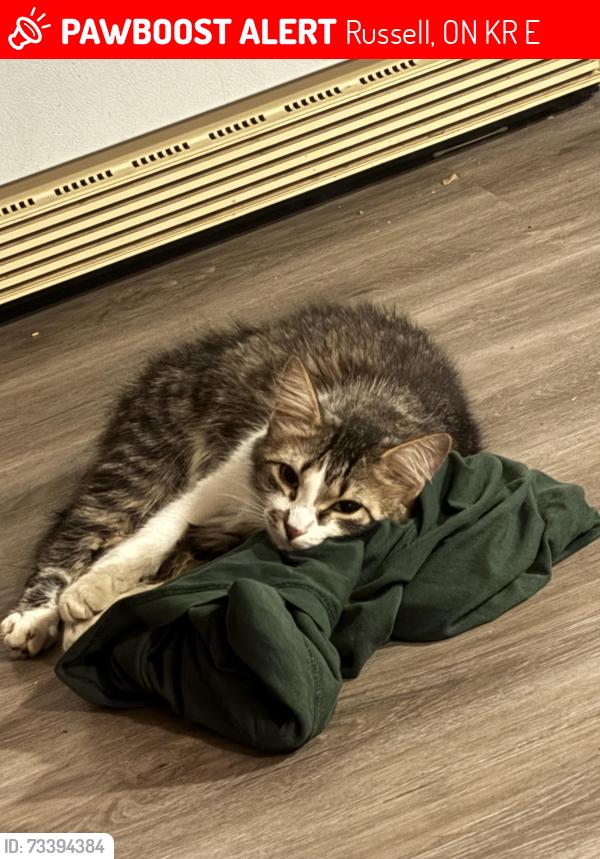Lost Female Cat last seen Eadie road, Russell, ON K4R 1E5
