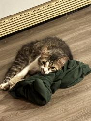 Lost Female Cat last seen Eadie road, Russell, ON K4R 1E5