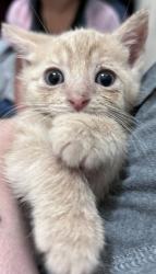 Shelter Stray Male Cat last seen alley on sequoia ave, 21215, MD, 2490 Giles Rd, Baltimore, MD 21225, USA