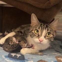 Shelter Stray Female Cat last seen Highridge Trail, Fitchburg, City of, WI, 5132 Voges Rd, Madison, WI 53718, USA