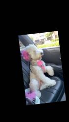 Reunited Female Dog last seen Bullis ave, Lynwood, CA 90262