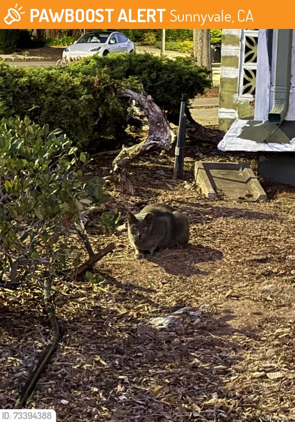 Found/Stray Unknown Cat last seen Near 594 Endicott Dr., Sunnyvale, Sunnyvale, CA 94087