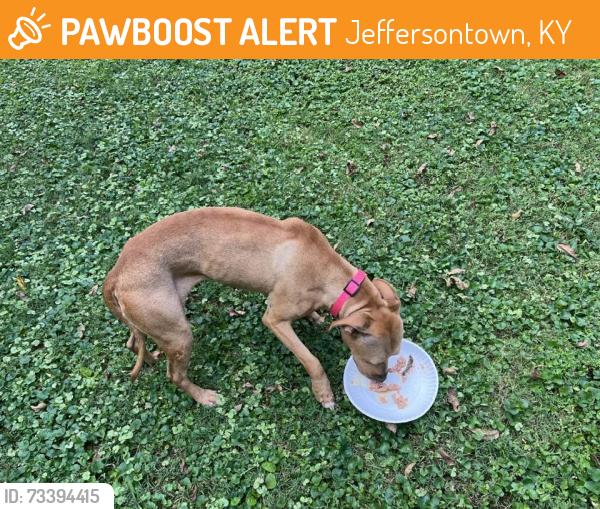 Found/Stray Female Dog last seen lafollette drive jeffersontown, Jeffersontown, KY 40299