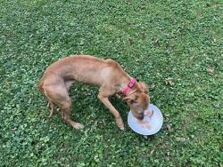 Found/Stray Female Dog last seen lafollette drive jeffersontown, Jeffersontown, KY 40299