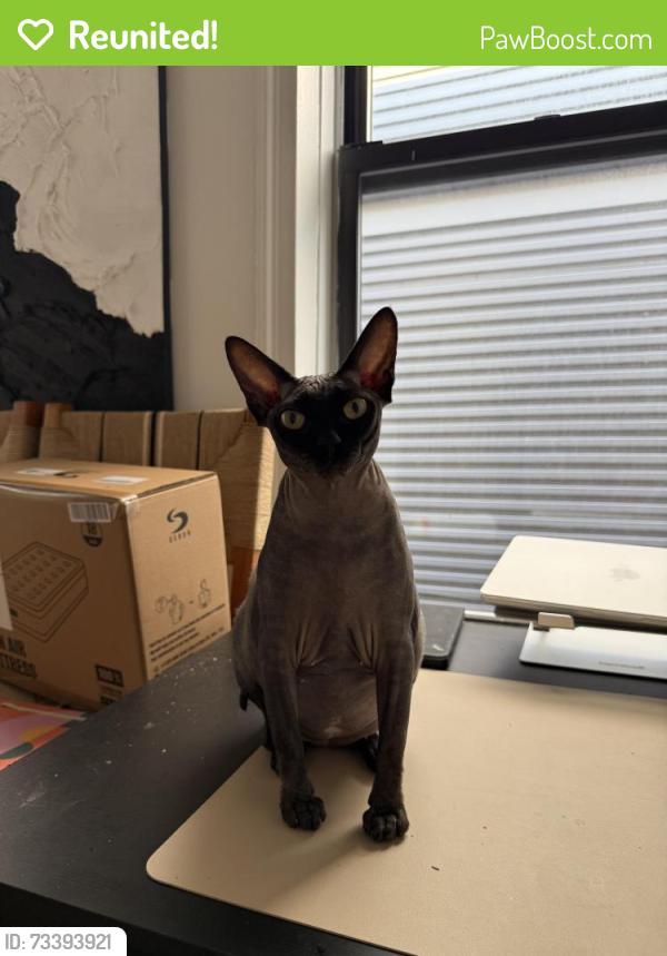 Reunited Female Cat last seen In the apmt, 3rd floor., Brooklyn, NY 11211