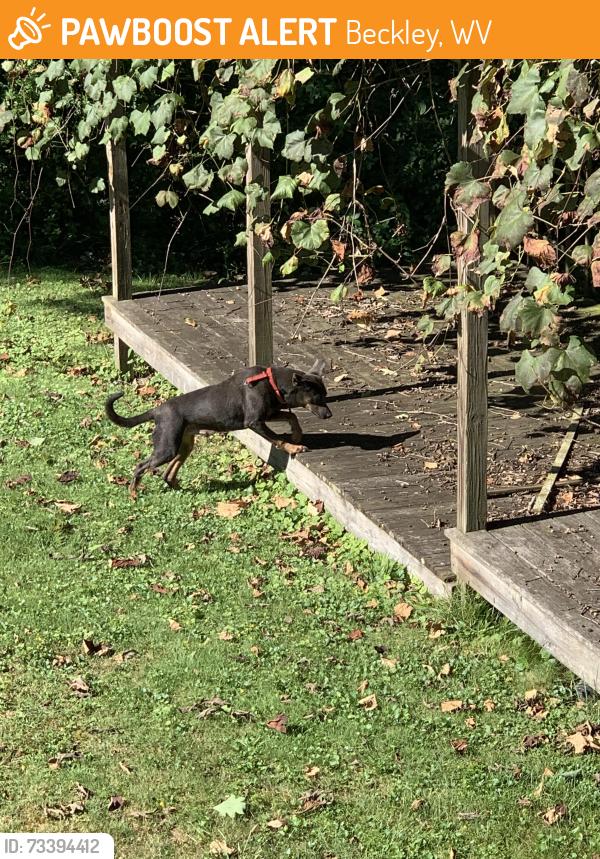 Found/Stray Male Dog last seen Northwestern Ave/Lovell St, Beckley, WV 25801