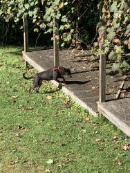 Found/Stray Male Dog last seen Northwestern Ave/Lovell St, Beckley, WV 25801