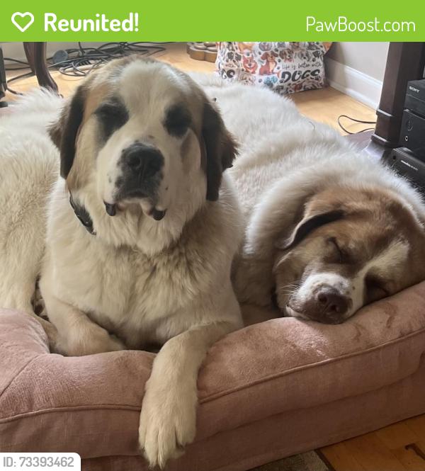 Reunited Female Dog last seen Dove way Cary Illinois, Cary, IL 60013