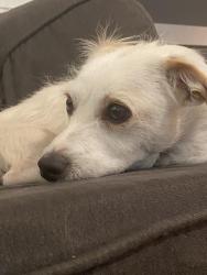 Lost Male Dog last seen West Teague Ave Clovis ca, Clovis, CA 93619