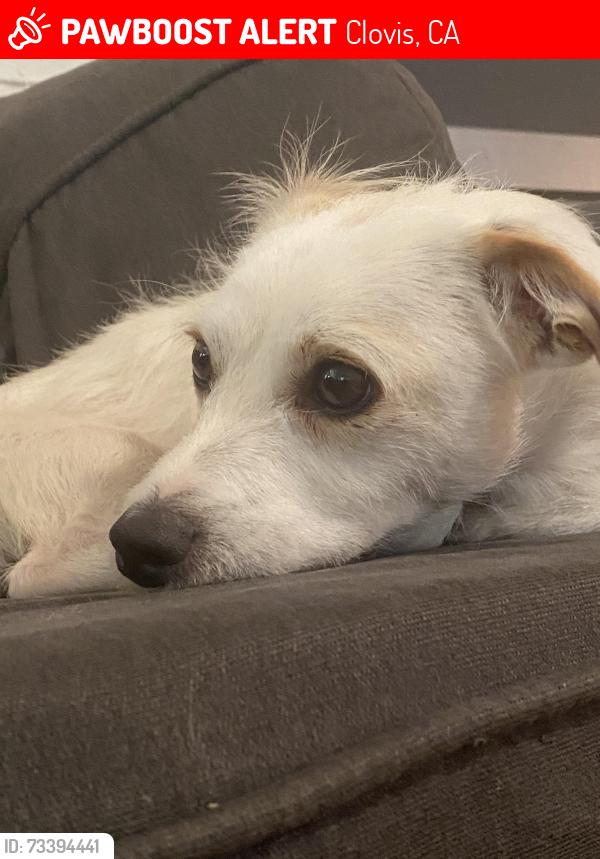 Lost Male Dog last seen West Teague Ave Clovis ca, Clovis, CA 93619
