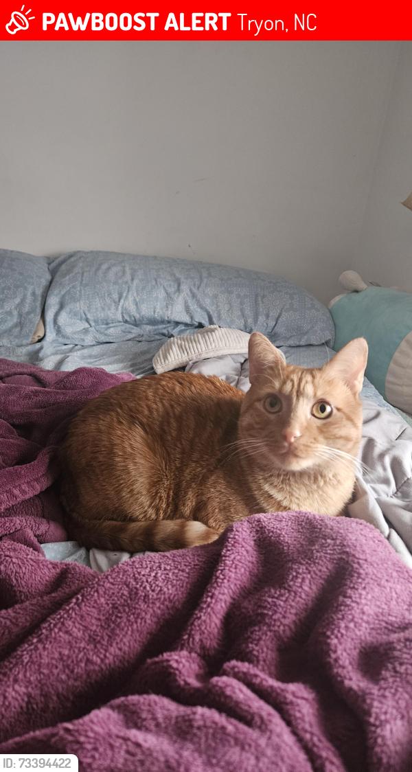 Lost Male Cat last seen US Hwy 176, Tryon, NC 28782