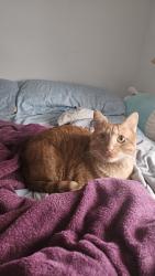 Lost Male Cat last seen US Hwy 176, Tryon, NC 28782