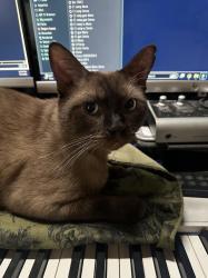 Lost Male Cat last seen washington st, Lemon Grove, CA 91945