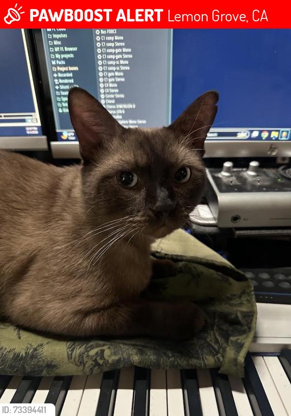 Lost Male Cat last seen washington st, Lemon Grove, CA 91945