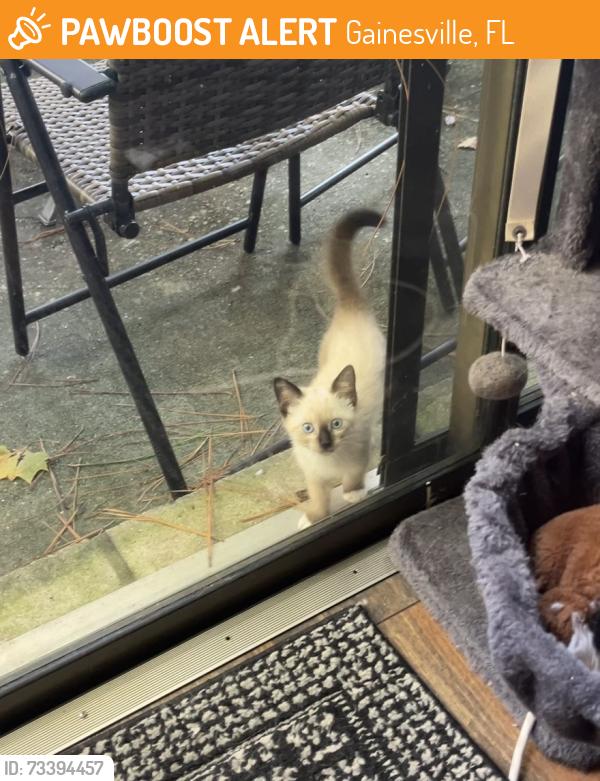 Found/Stray Unknown Cat last seen Hull Rd & SW 34th, Gainesville, FL 32607
