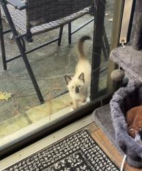 Found/Stray Unknown Cat last seen Hull Rd & SW 34th, Gainesville, FL 32607
