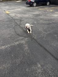 Found/Stray Female Dog last seen Brown and Morgan avenue, Akron, OH 44311