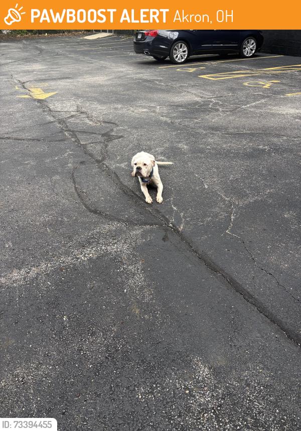 Found/Stray Female Dog last seen Brown and Morgan avenue, Akron, OH 44311