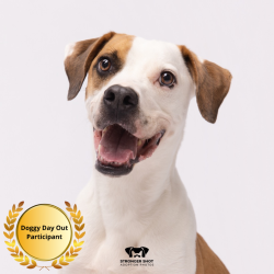 Shelter Stray Male Dog last seen , 3607 N Armenia Ave, Tampa, FL 33607, USA