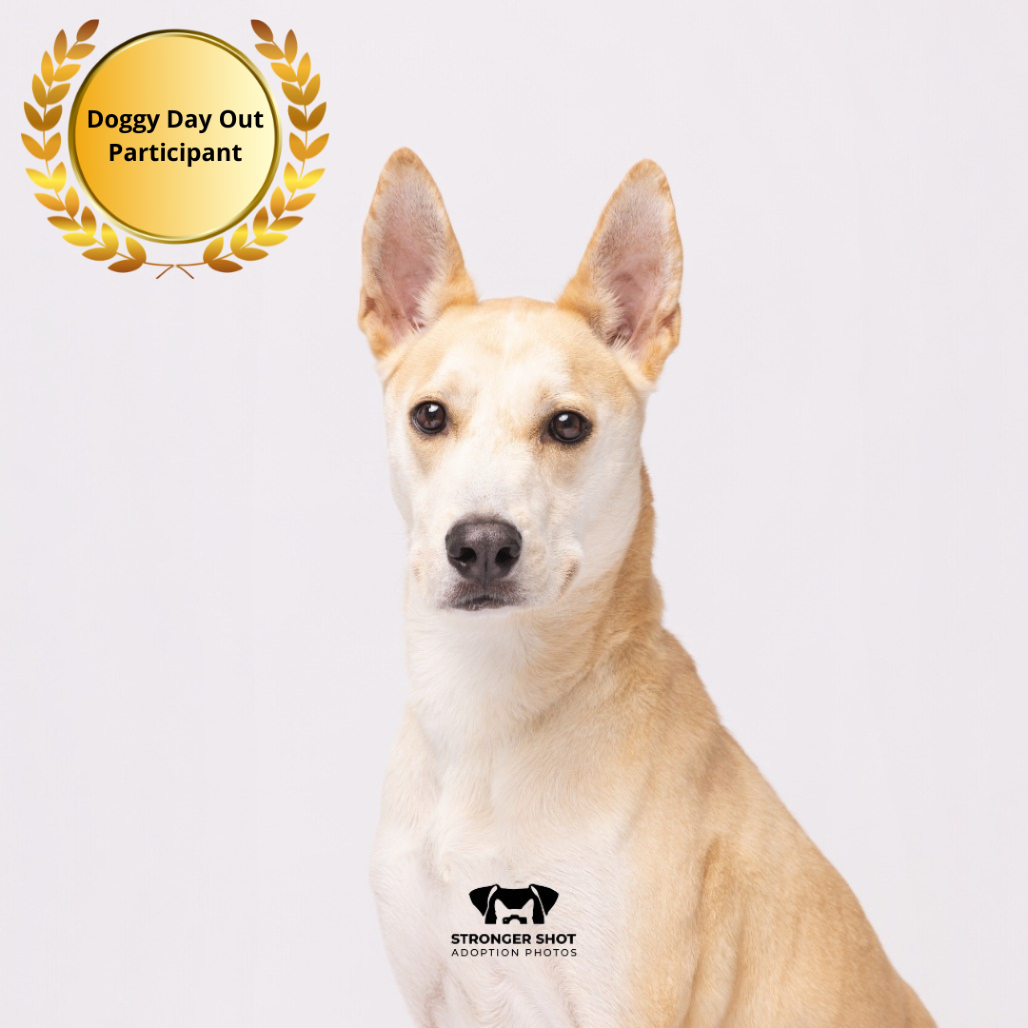Shelter Stray Male Dog last seen , 3607 N Armenia Ave, Tampa, FL 33607, USA