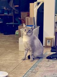 Found/Stray Male Cat last seen Grant and Rindge, Redondo Beach, CA 90278