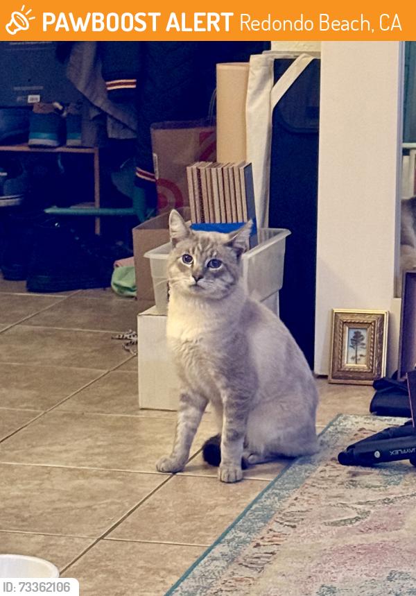 Found/Stray Male Cat last seen Grant and Rindge, Redondo Beach, CA 90278