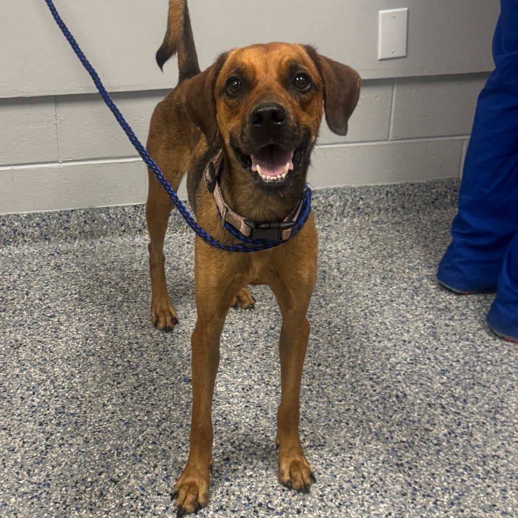 Shelter Stray Female Dog last seen , 328 Furman Hall Rd, Greenville, SC 29609, USA