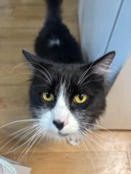 Lost Male Cat last seen Eden ave, San Jose, CA 95117