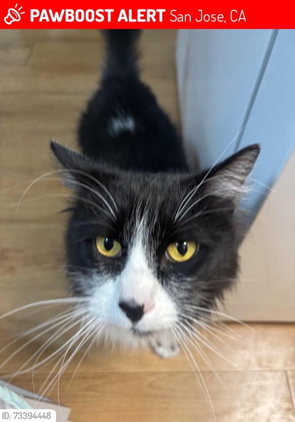 Lost Male Cat last seen Eden ave, San Jose, CA 95117