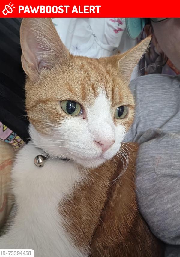 Lost Male Cat last seen Miles hill road, Chapel Allerton, England LS7 2ER