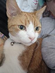 Lost Male Cat last seen Miles hill road, Chapel Allerton, England LS7 2ER