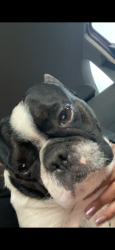 Found/Stray Male Dog last seen Lincoln st, Stockton, CA 95206
