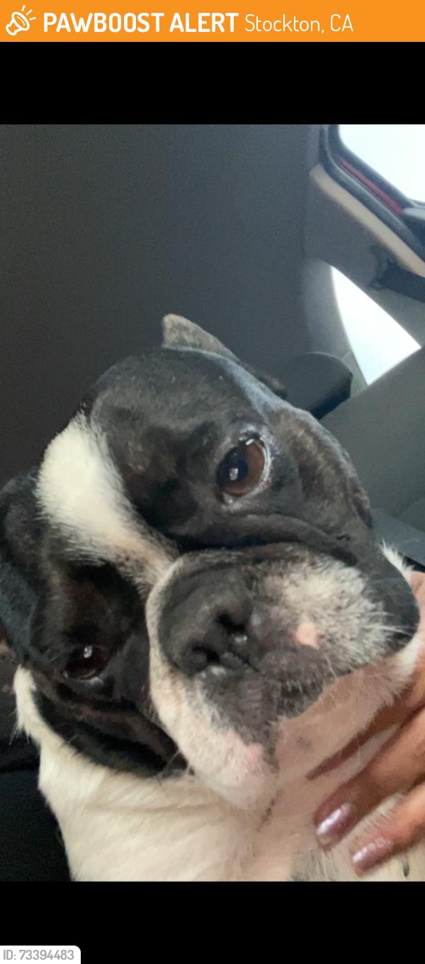 Found/Stray Male Dog last seen Lincoln st, Stockton, CA 95206