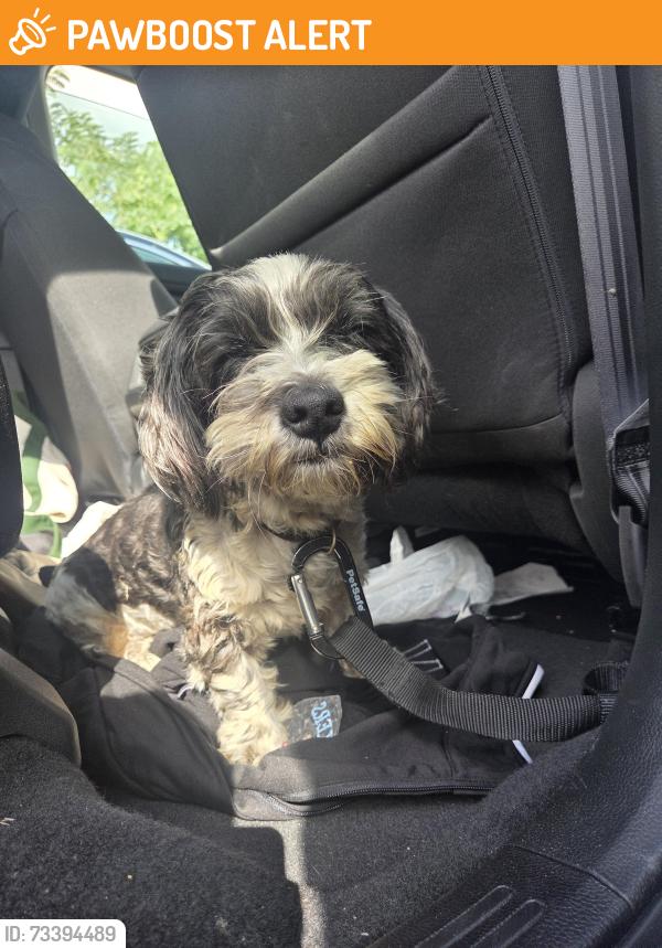 Found/Stray Male Dog last seen At Don Lupe Tire shop, Hawaiian Gardens, CA 90716