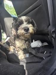 Found/Stray Male Dog last seen At Don Lupe Tire shop, Hawaiian Gardens, CA 90716