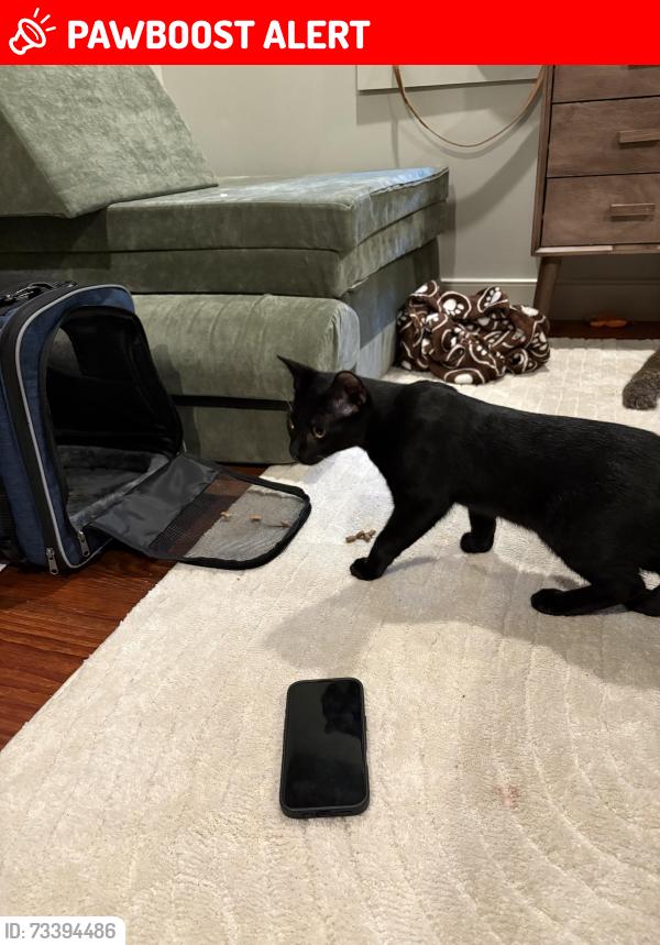 Lost Male Cat last seen Clyde Road and Drake’s Drum, Radnor Township, PA 19010