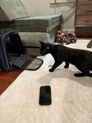 Lost Male Cat last seen Clyde Road and Drake’s Drum, Radnor Township, PA 19010