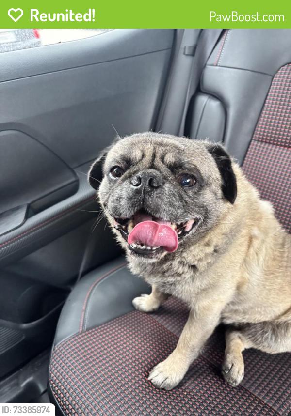 Reunited Male Dog last seen Walking around neighborhood, San Jacinto, CA 92583